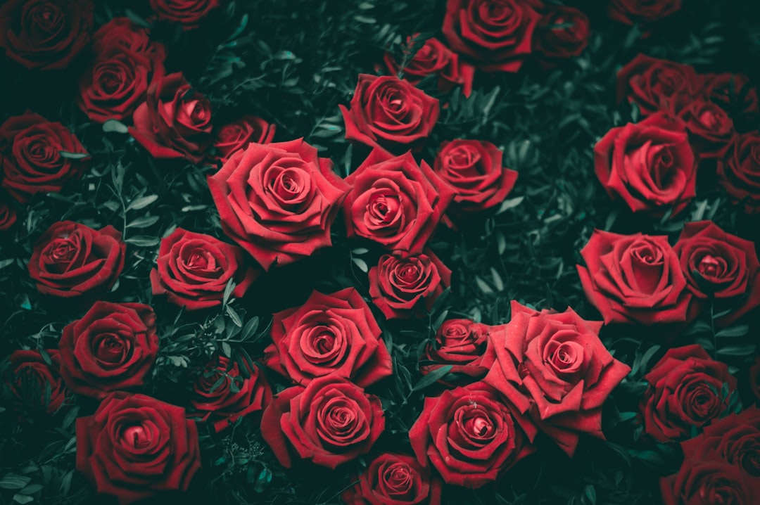 Preserved Roses